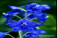 Delphinium malabaricum var. malabaricum